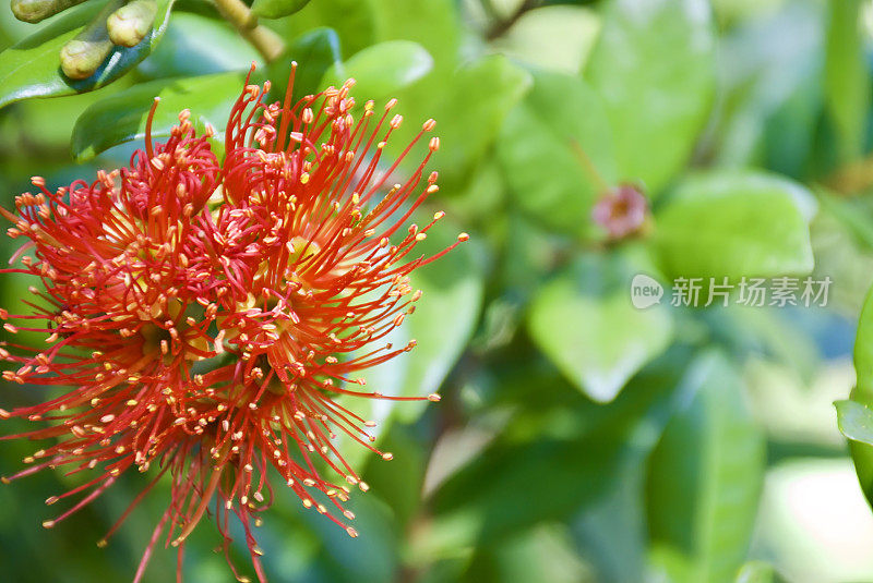 南方文Rātā(Metrosideros umbellata)